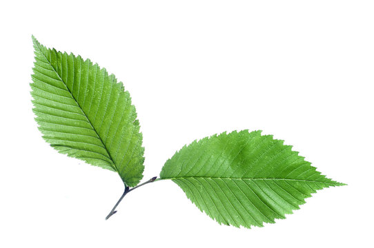 Twig  of the American elm tree