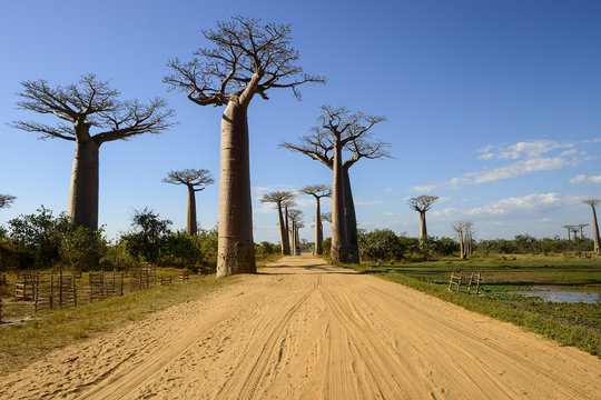 baobab avenue, menabe