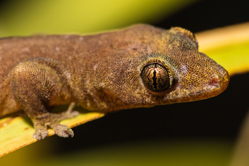 Das Auge des Geckos