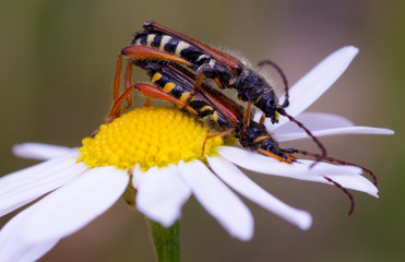 accouplement floral