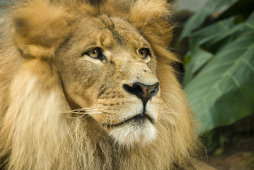 Close up on lion