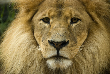 Close up of lion front on
