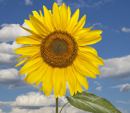 blauer Himmel mit Blüte 