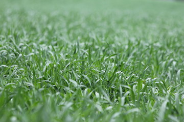 low angle grass texture