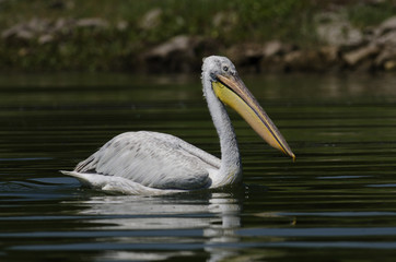 Dalmatian Pelican / Pelecanus crispus