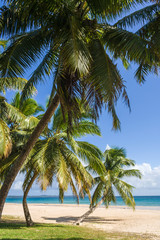 Fototapeta na wymiar Palm beach