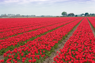 Fototapeta premium Red Tulip Bulbs Farm at Spring Time