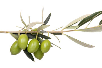 olives on branch