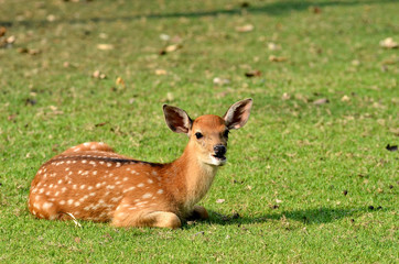 Sika deer