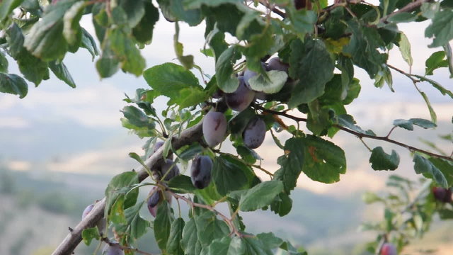 Pflaumenbaum