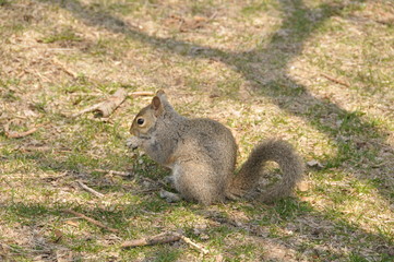 Squirrel in Chicago Wood
