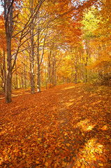 Obraz premium Forest in autumn