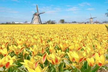 Dutch Field of Yellow Red Tulips