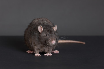 portrait of a black rat