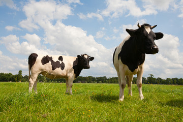 Dutch cows