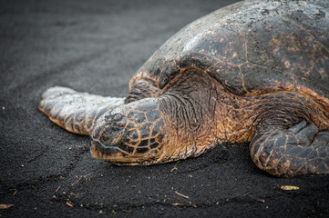 Resting green seat turlte