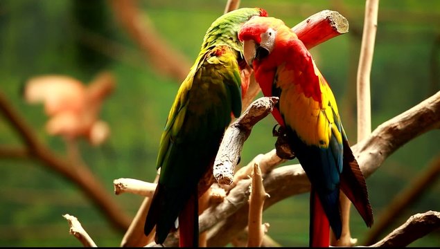 Macaw parrot in blured background