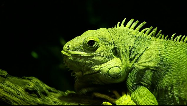 Green iguana on black background