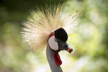 Crowned Crane