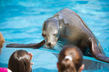Sea dog playing with childs, seal