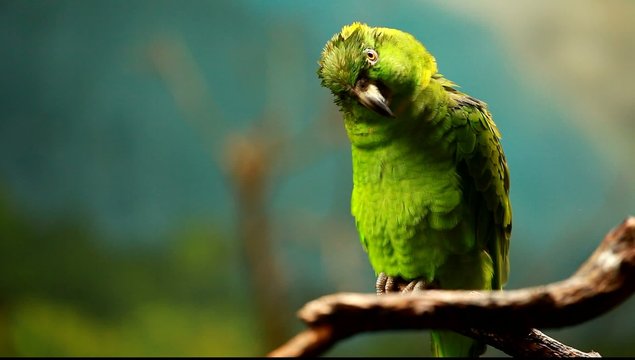 Green parrot in blured background