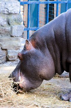 Hippo eating