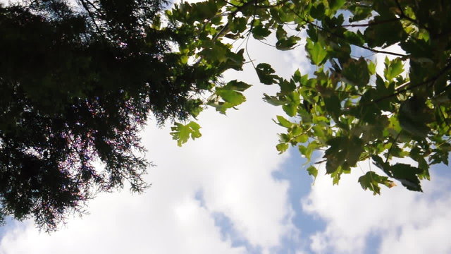 B&auml;ume im Wind