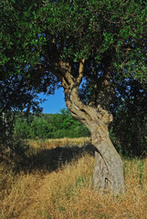 Olivenbaum Wiese