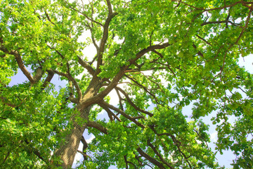 Green oak tree in the morning sun