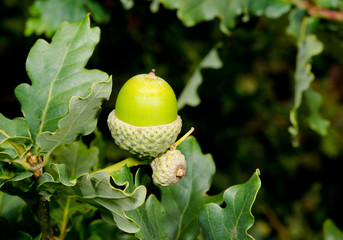 acorn closeup