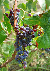 bunch of red grapes