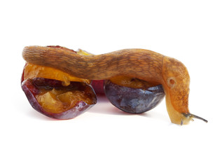 Slug