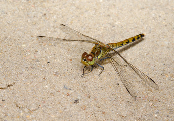 dragonfly sunbathing on path