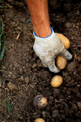 Kartoffeln einsammeln