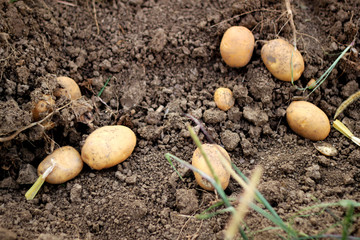 hervorgegrabene Kartoffeln