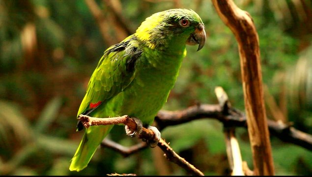 Green parrot in blured background