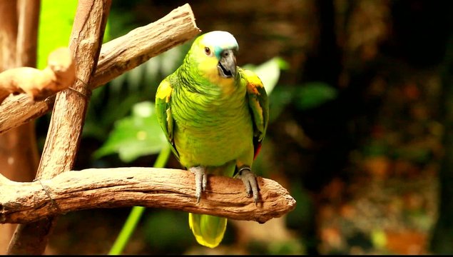 Green parrot in blured background