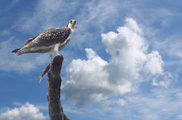 Osprey with Fish Perched on Dead Tree and Cloudy Sky