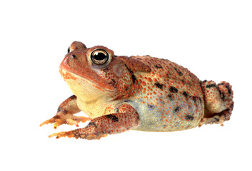 Fat Toad Lounging, Isolated on White