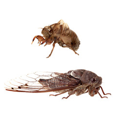 Cicada and Nymph Skin Isolated on White