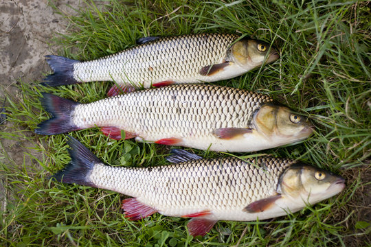half-half underwater photo of a freshwater chub caught on a bait
