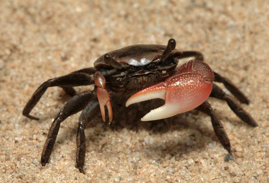 Male Land Crab Defending His Territory