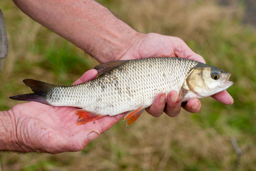 Freshwater fish ide caugh on a light feeder system