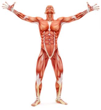 Male musculoskeletal system looking upward