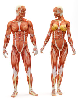 Male and Female musculoskeletal system