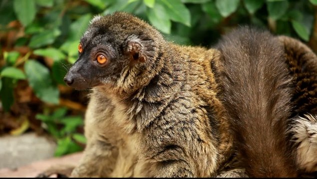 Cute Red-bellied Lemur on blured background