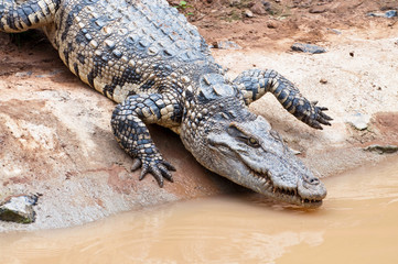 A fresh water crocodile