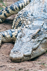 A fresh water crocodile