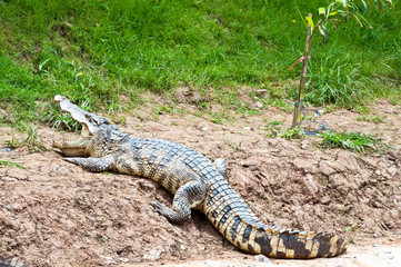 A fresh water crocodile