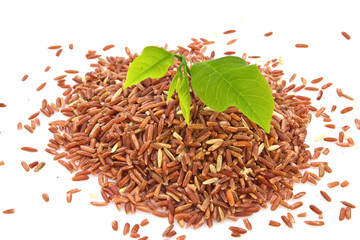 The rice seedlings and plant isolated on white background.
